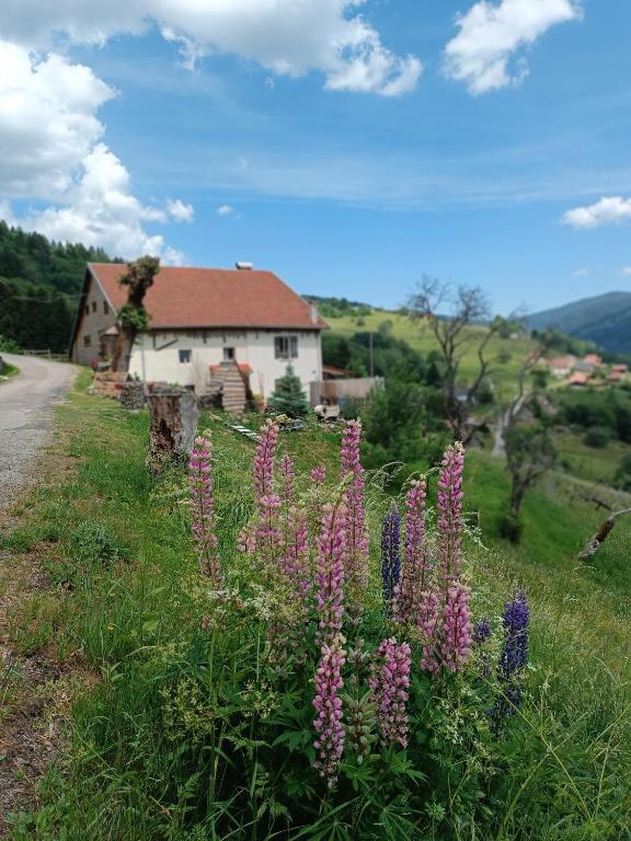 a field of purple flowers in front of a house at Chez JF et ISA in Bussang