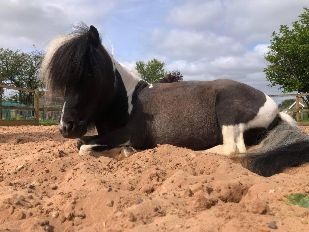 a black and white horse laying in the sand at Gables Cottage in Market Rasen