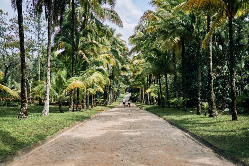 a road lined with palm trees in a park at Blancaneaux Lodge by Francis Ford Coppola in Blancaneau