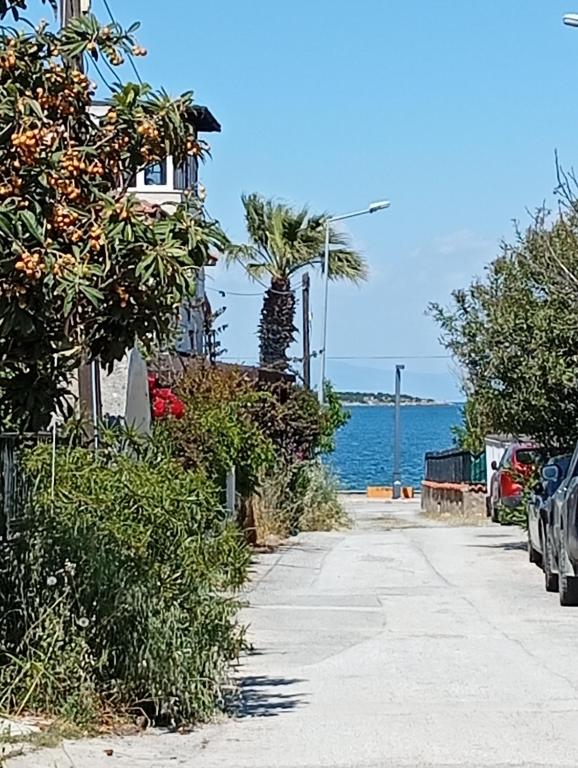 a street with a palm tree and the ocean at Dal urla in Urla