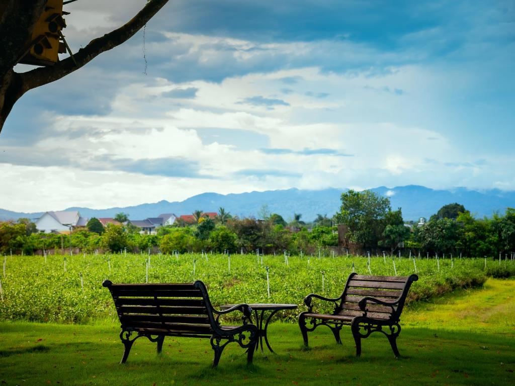 two park benches and a table in a field at Amavi Vườn Trà in Buôn Bedeur