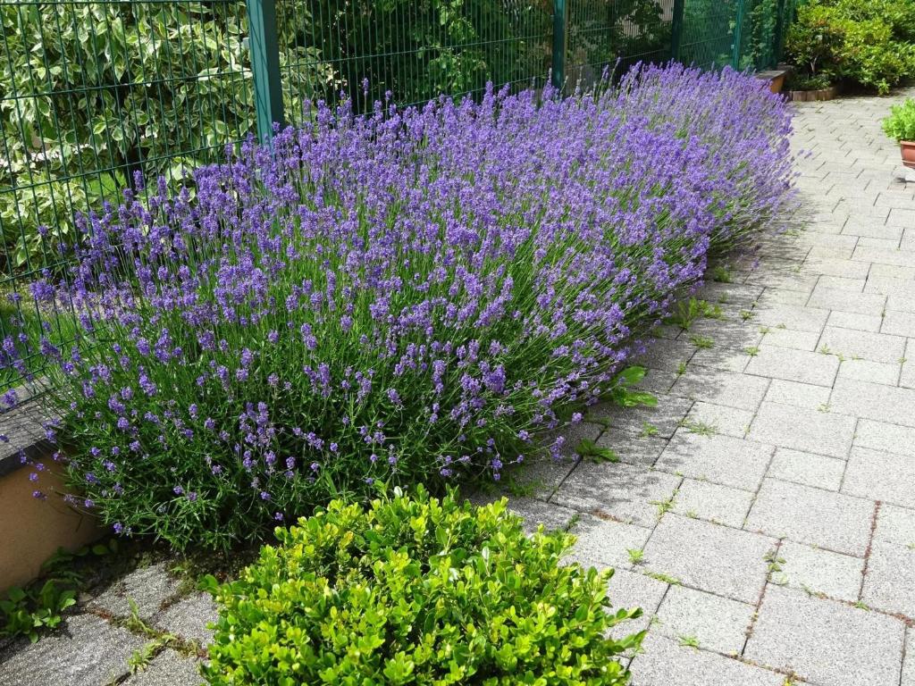 Gîte idéal proche Petite Venise - 5 pers. – photo 33