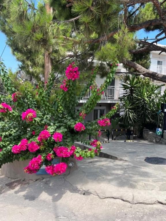 a bush of pink flowers in front of a building at Grecian Sea in Limenaria