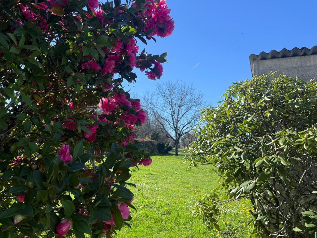 two bushes with pink flowers in a yard at Gite du cerisier in Lanouaille