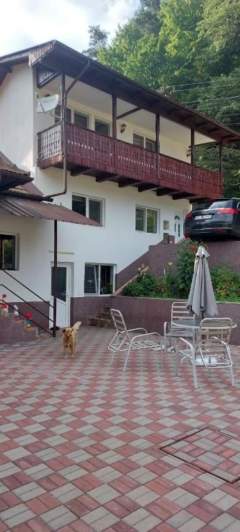a dog walking in front of a building with chairs at Casa ALBERT in Brezoi