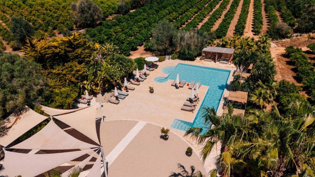 an overhead view of a swimming pool in front of a vineyard at Can Jaume by Ocean Drive in Ibiza Town