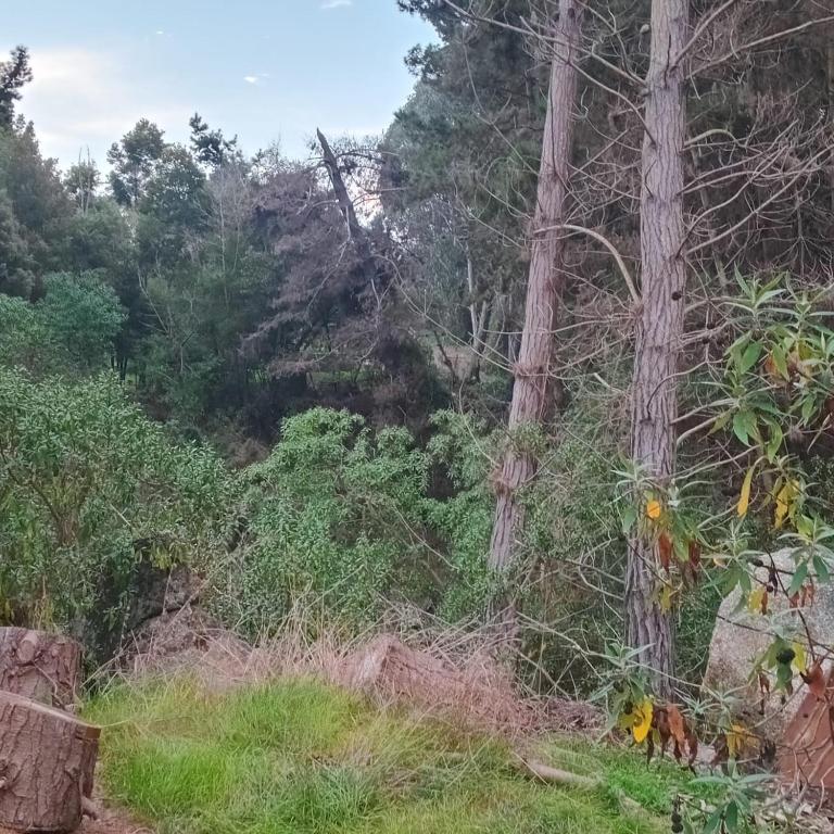 a view of a hill with trees on it at Posada Kalku in El Tabo