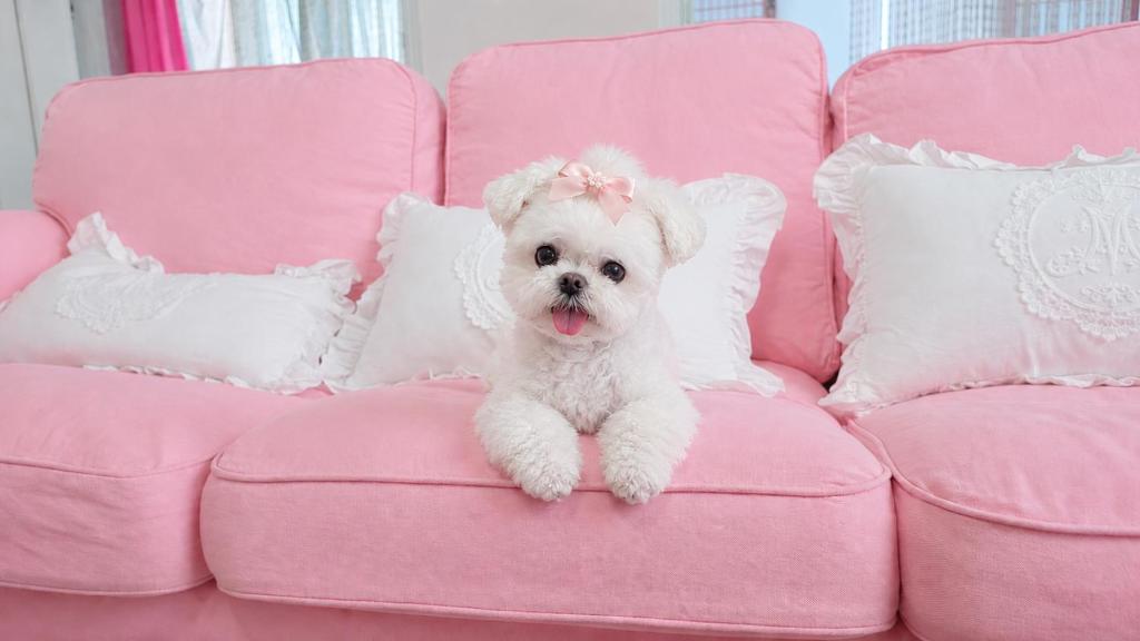 a white dog sitting on a pink couch at 핑크하우스옥상바베큐파티 in Daejeon