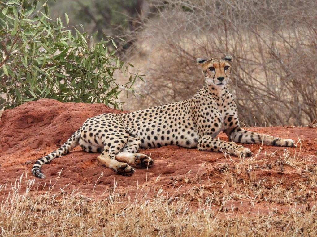 a cheetah laying on top of a rock at Tausa Tsavo Eco Lodge in Voi