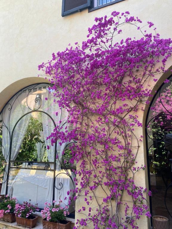 a bunch of purple flowers on the side of a building at Villa Orsini in Tor Vergata