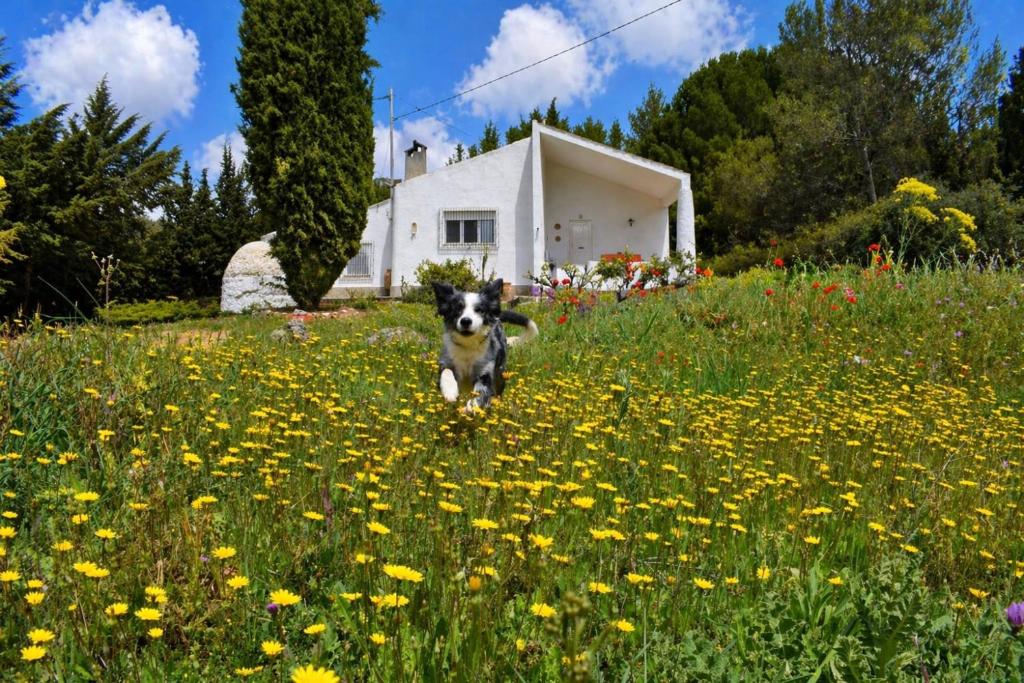 a dog running through a field of flowers at Casa Rural Mandala Riópar in Riópar