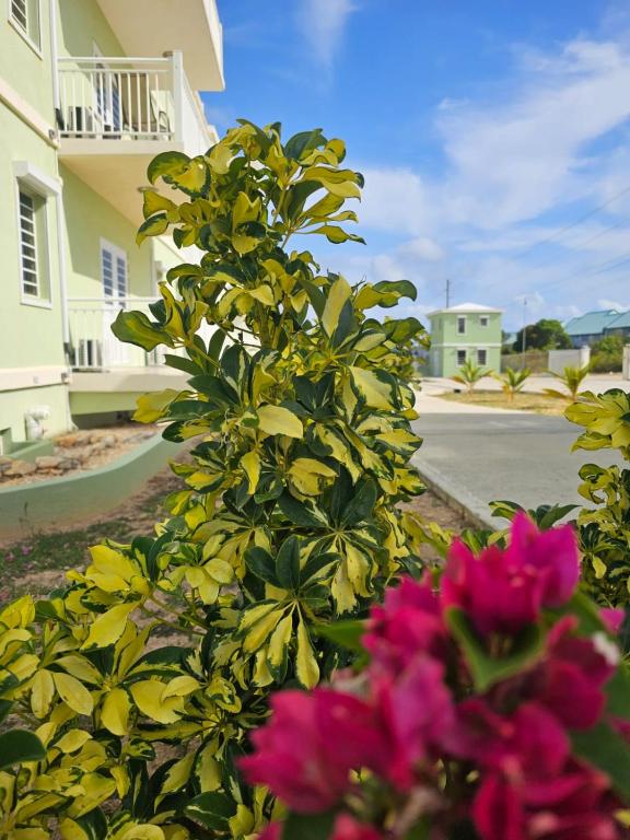 a bush with pink flowers in front of a house at Santa Cruz Suites in Lower South Hill