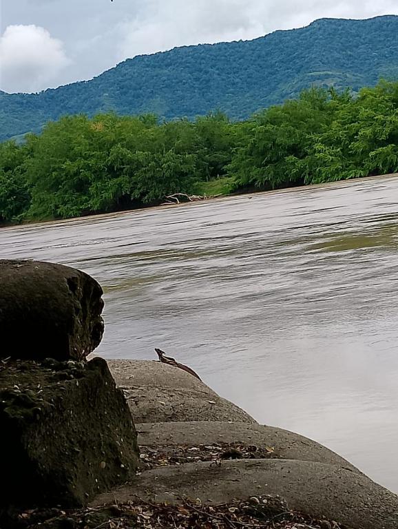 a bird sitting on a rock next to a body of water at Callejón del Sol in Honda