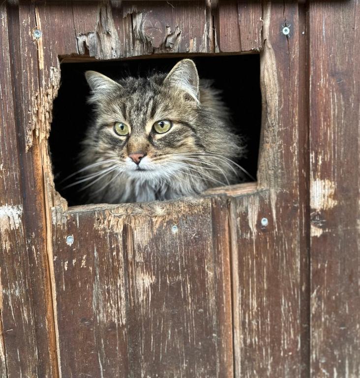a cat is looking out of a wooden door at Klein aber Fein in Gottmadingen