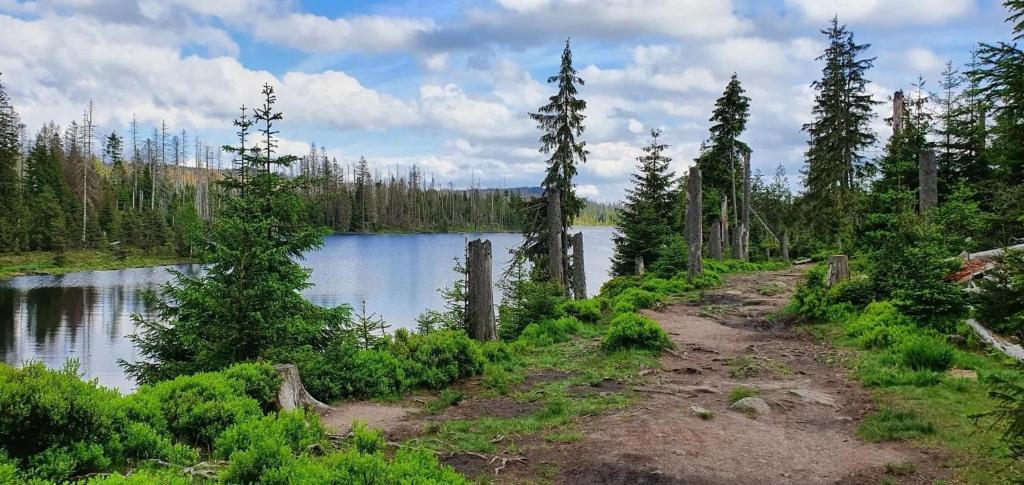 a dirt road next to a lake with trees at Schnuckeliges Appartement in Sankt Andreasberg