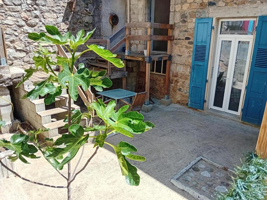a plant in front of a building with blue doors at Appartement avec terrasse 42m2 in Saint-Martin-de-Valamas