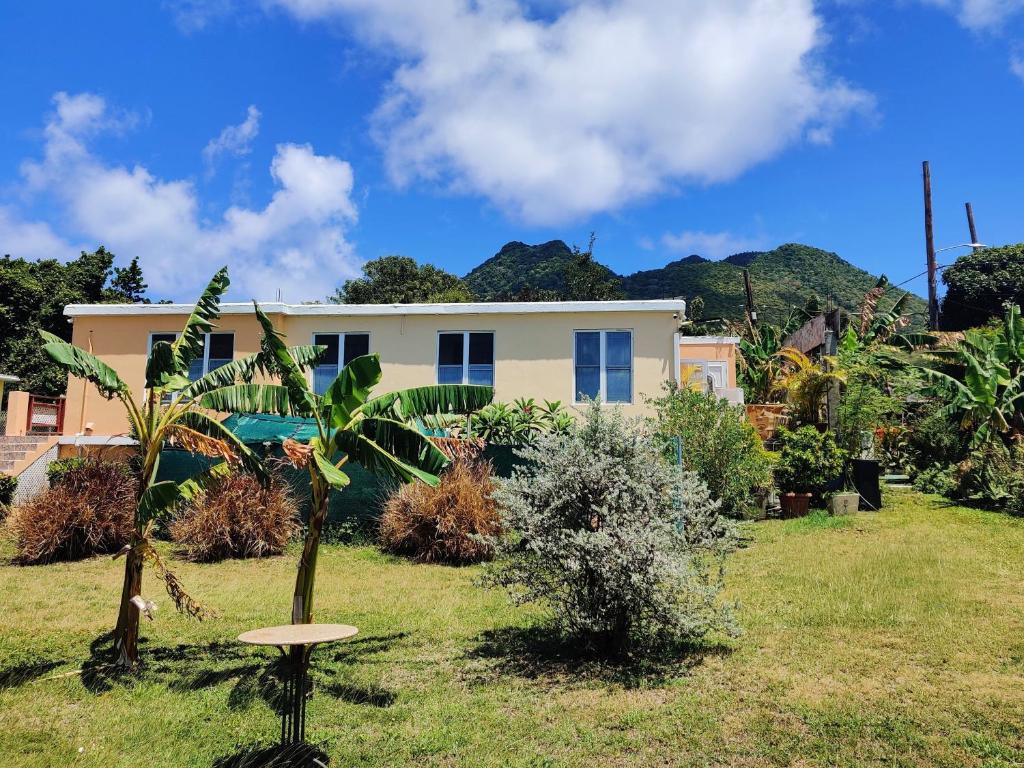 a house in a yard with a palm tree at Cozy Stays in Oranjestad