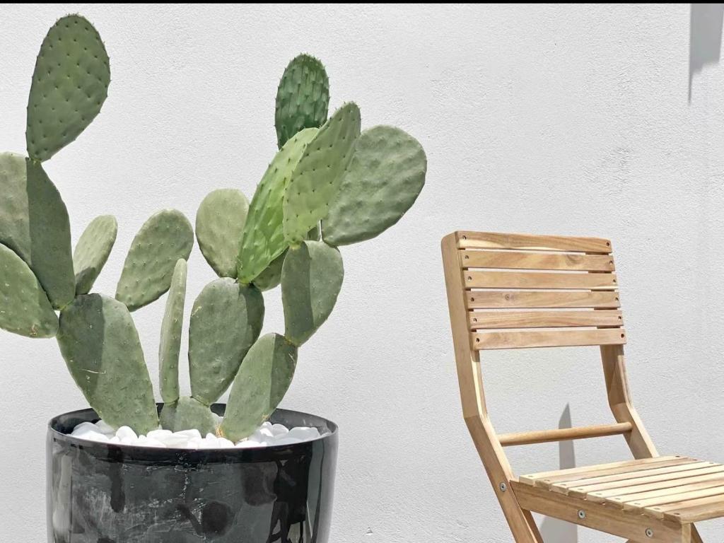 a plant in a pot next to a wooden chair at Bamboo House Syros No1 in Ermoupoli