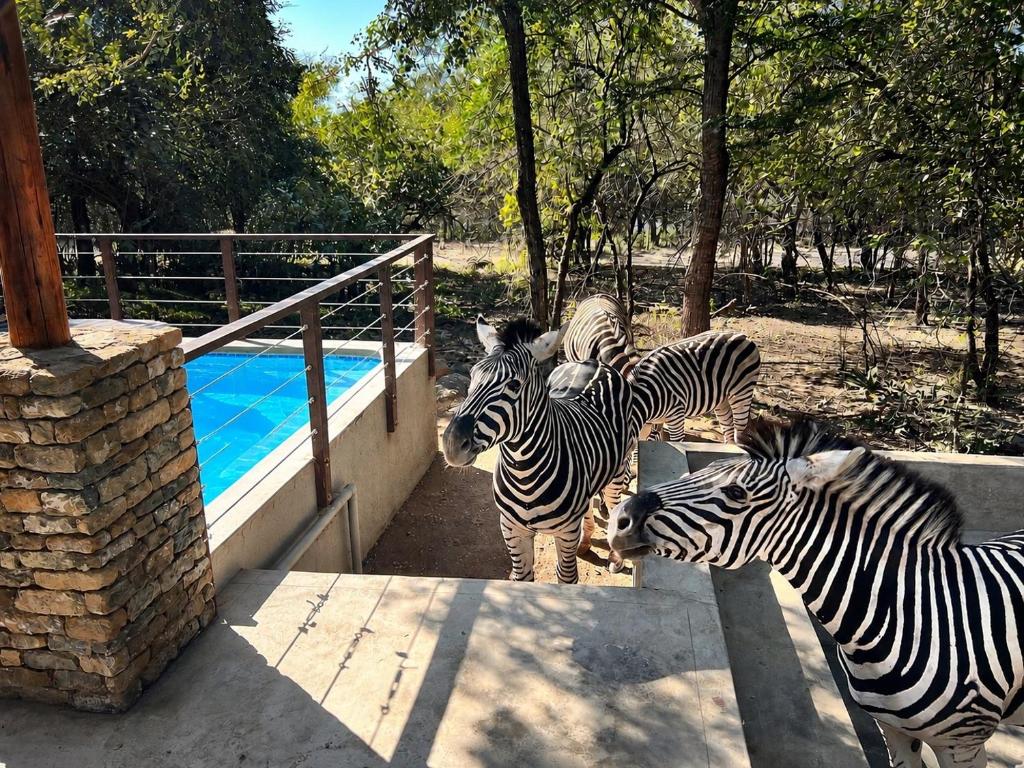a group of zebras standing next to a fence at The ChaBo Lodge in Marloth Park