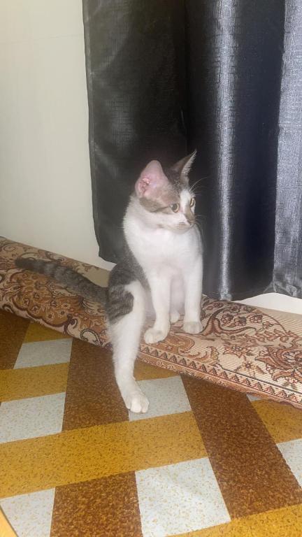 a grey and white cat sitting on a rug at Hamsiah in Sandakan