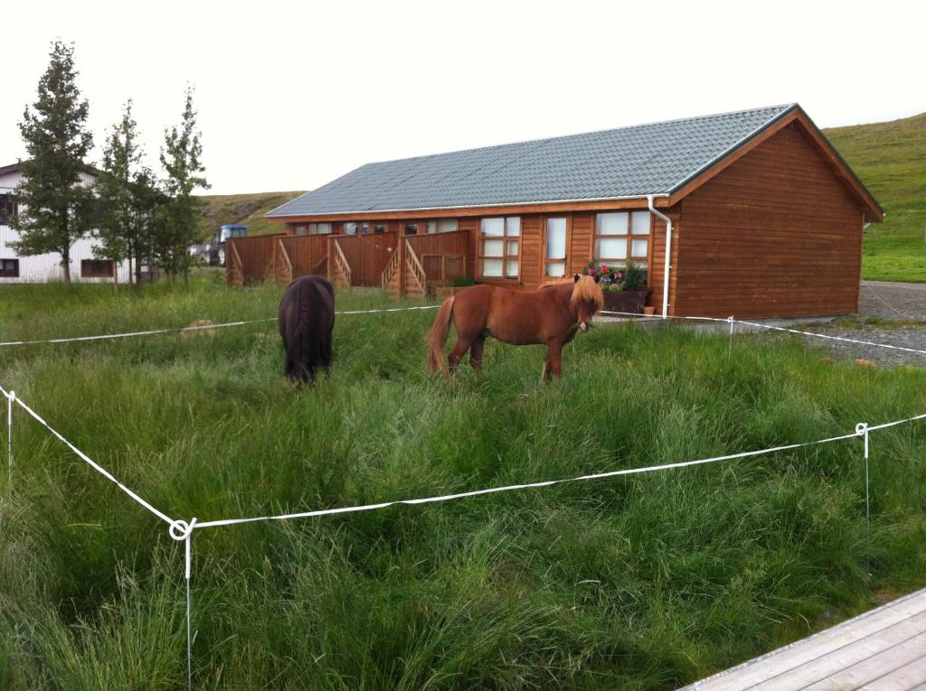 dos caballos parados en el césped frente a una casa en Midsitja, en Varmahlid