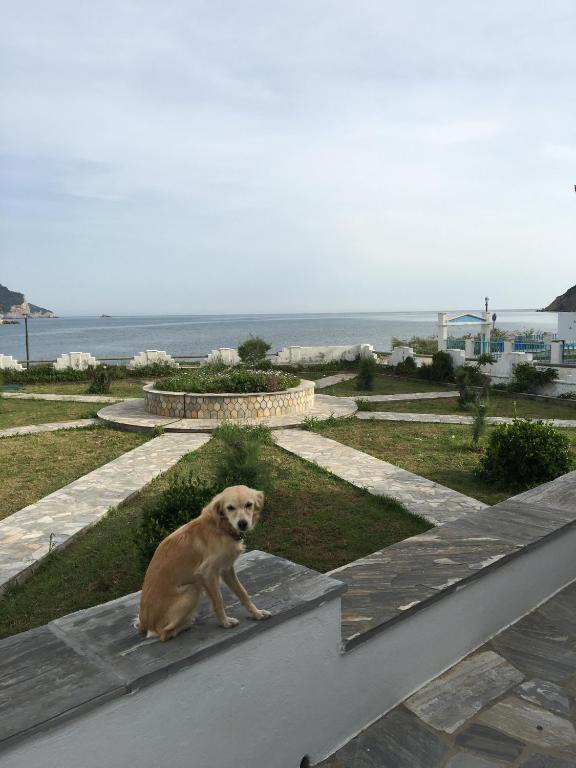 Domácí mazlíčci ubytovaní s hosty v ubytování Del Sol Skopelos