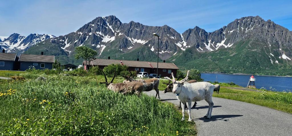 a group of animals walking down a road with mountains at Nord Hus 3 in Loppa