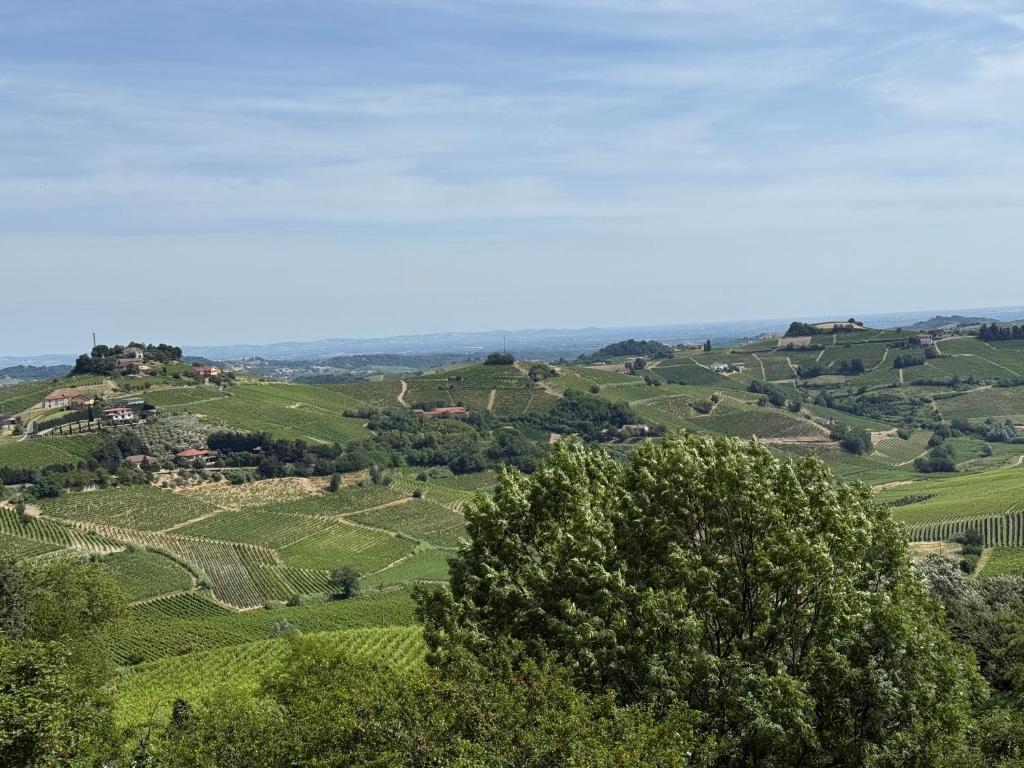a view of a vineyard from a hill with trees at appartement Barbera in Castel Rocchero