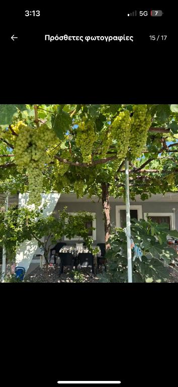 a picture of a table and a tree with grapes at the grape house1 in Kalives Poligirou