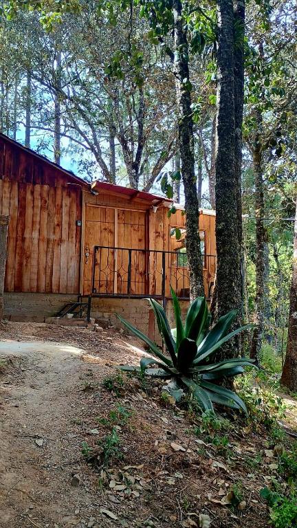 a plant sitting in front of a wooden building at Cabaña Nido de Niebla en San José del Pacífico in San Jose del Pacifico