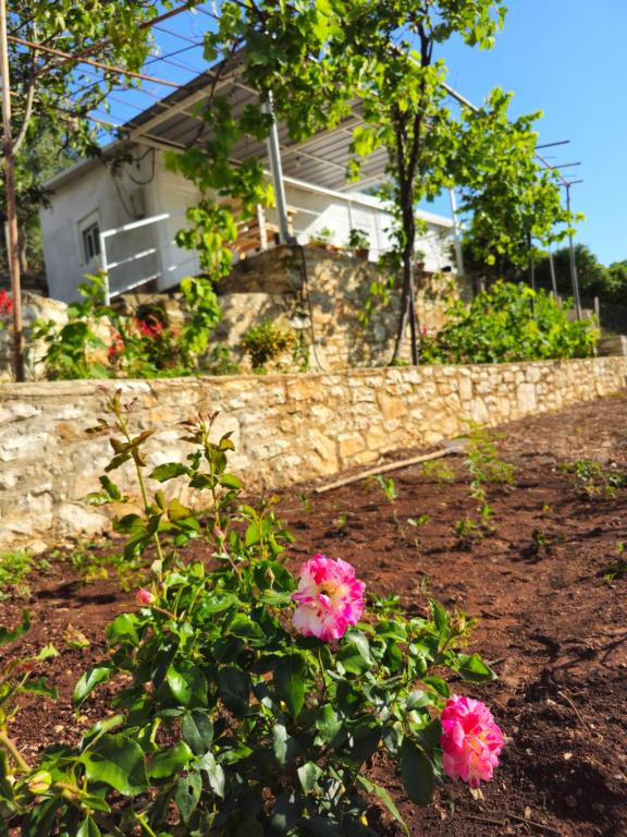 a house with pink flowers in the yard at Casa Verde in Lukovë