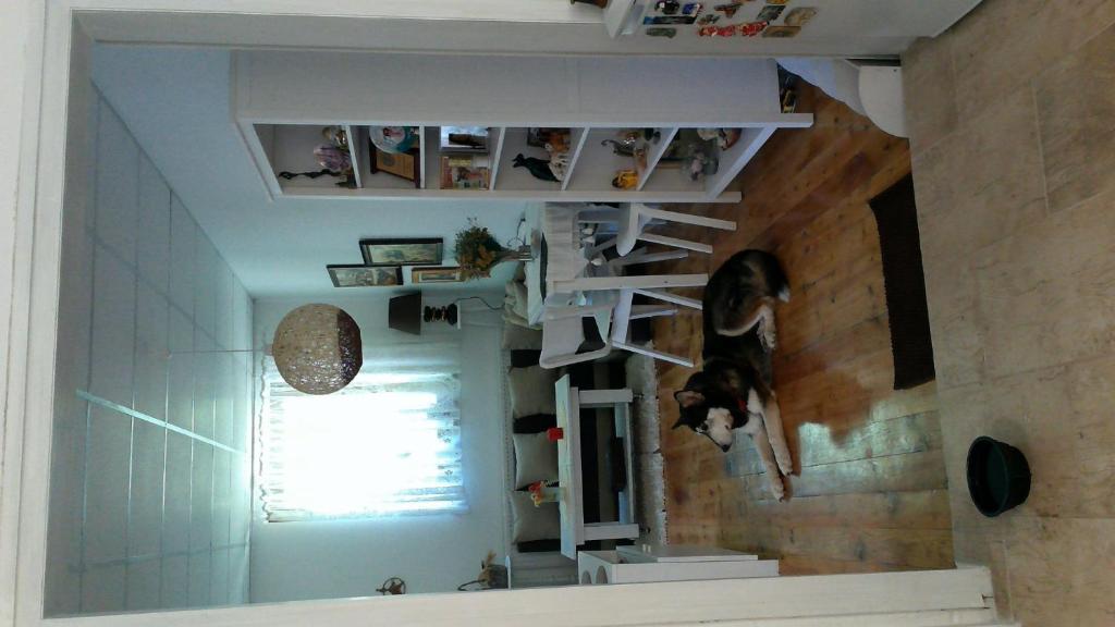 a cat is jumping on the stairs in a room at Hank O'brat in Lovech
