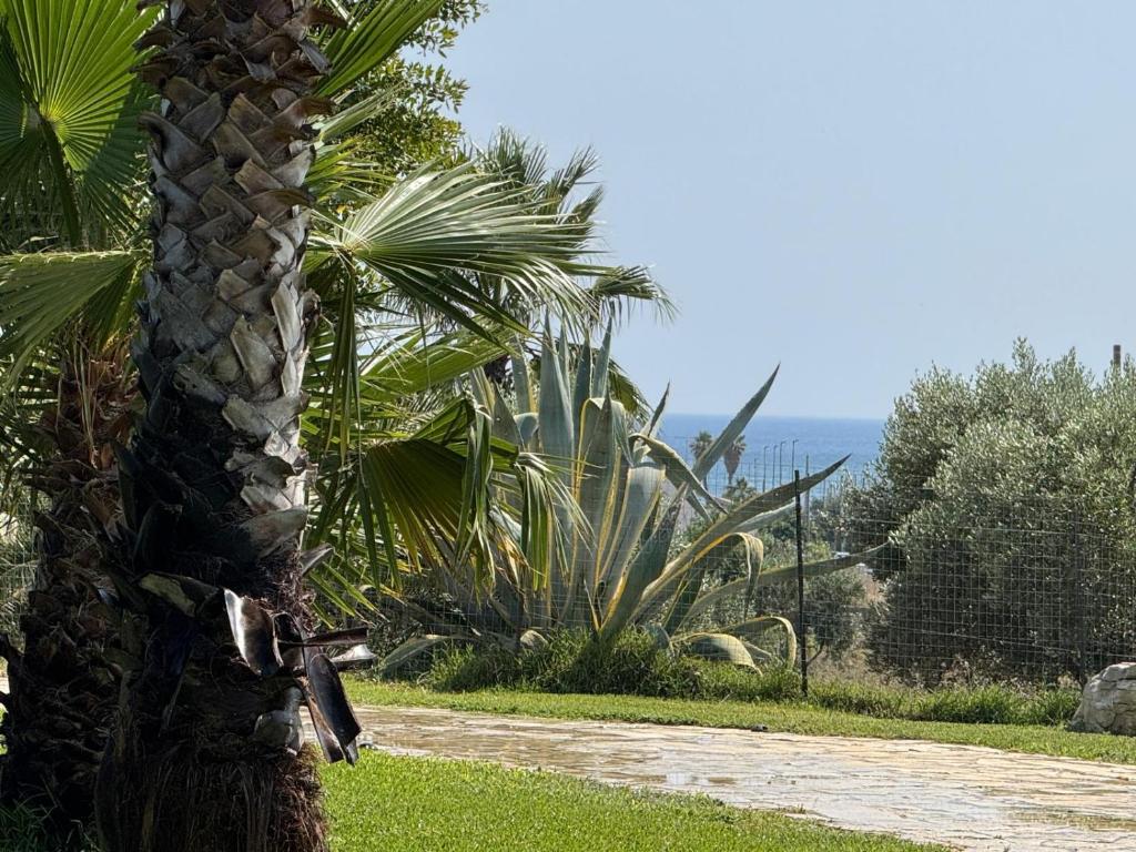 a palm tree standing next to a walk way at A casa di Raf in Torre Lapillo