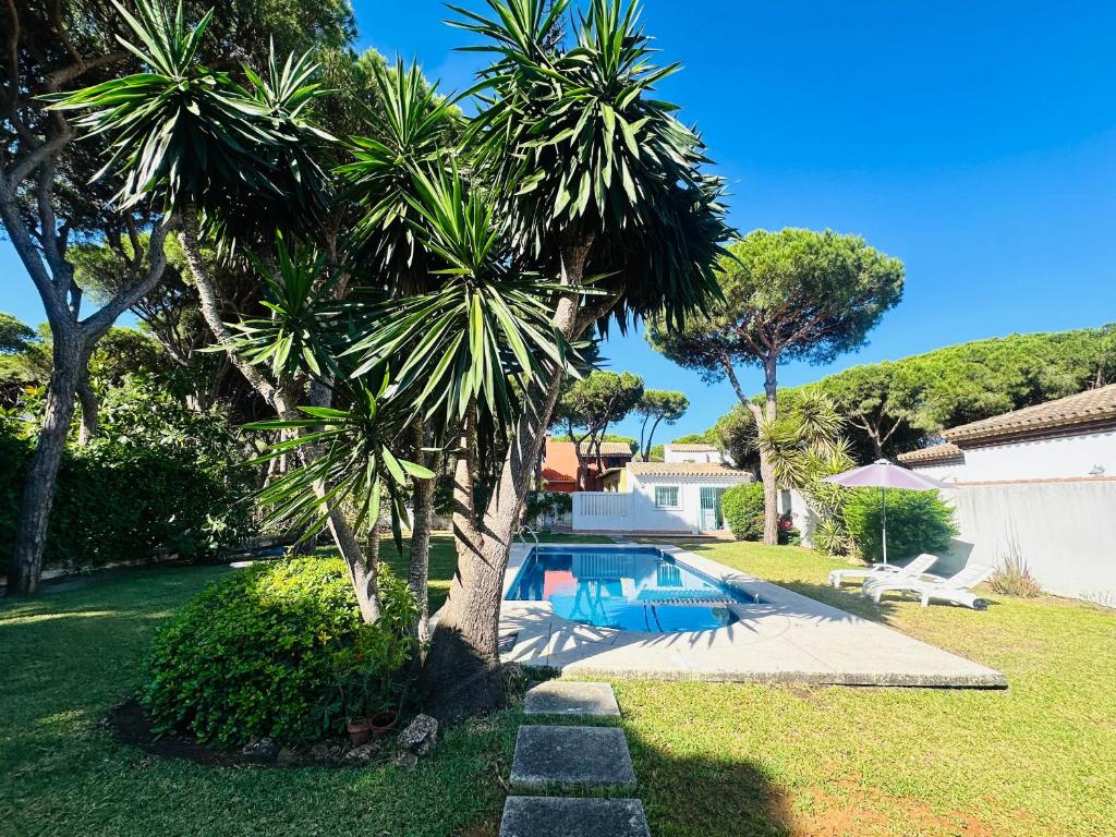 a palm tree and a swimming pool in a yard at Casa Bluende in Novo Sancti Petri