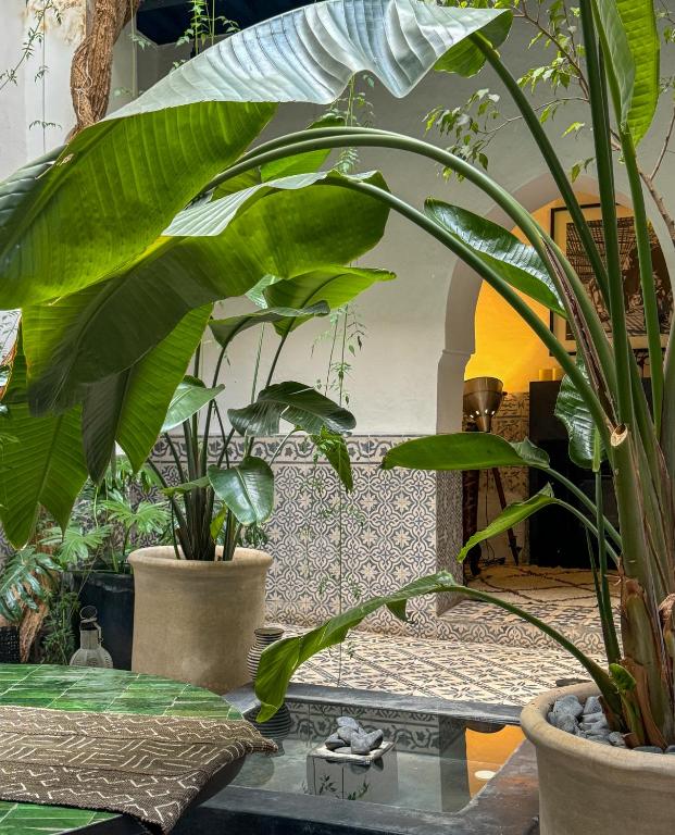 a group of plants in pots on a table at Riad Maiya in Marrakesh
