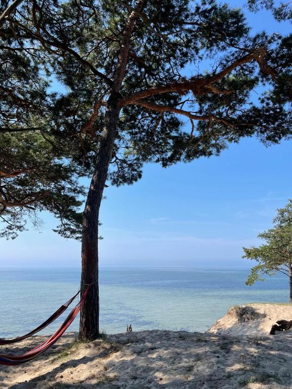 a tree with a hammock next to the ocean at Helska Ostoya in Hel
