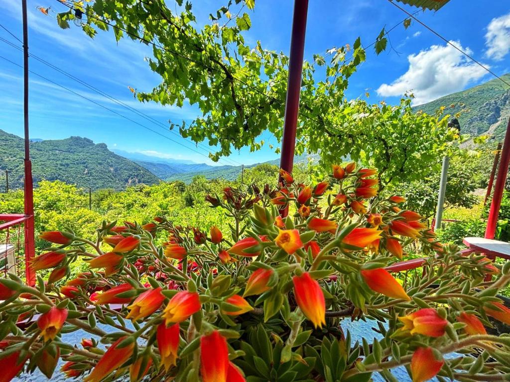 a bunch of flowers on a plant with mountains in the background at Georgaras Accommodation in Platanoússa