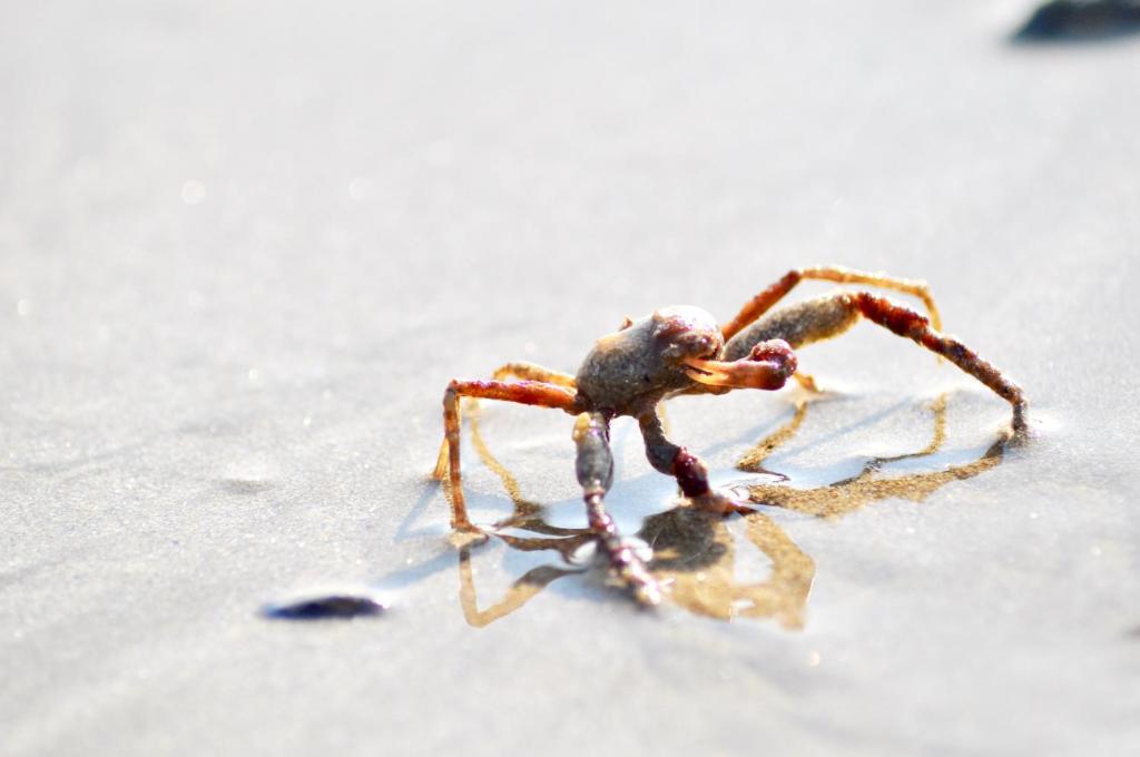a large spider is standing on the ground at Fleur de Ré in Loix