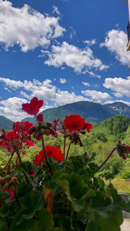 a group of red flowers with mountains in the background at Panoramic Residence in Zărneşti