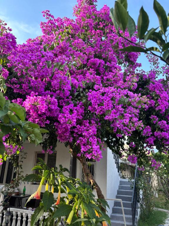 a tree filled with purple flowers on a building at Apartment White Rose in Bar