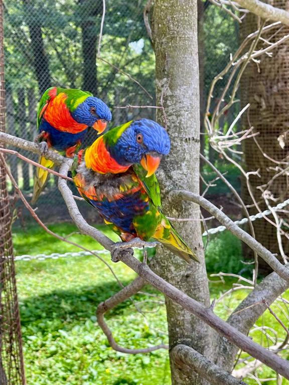 three colorful birds sitting on a tree branch at Suite Aracari, clim, balneo, terrasse - Parc des Oiseaux in Villars-les-Dombes