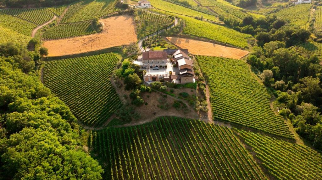 an aerial view of an estate in a vineyard at Agriturismo Fontanavecchia in Torrecuso