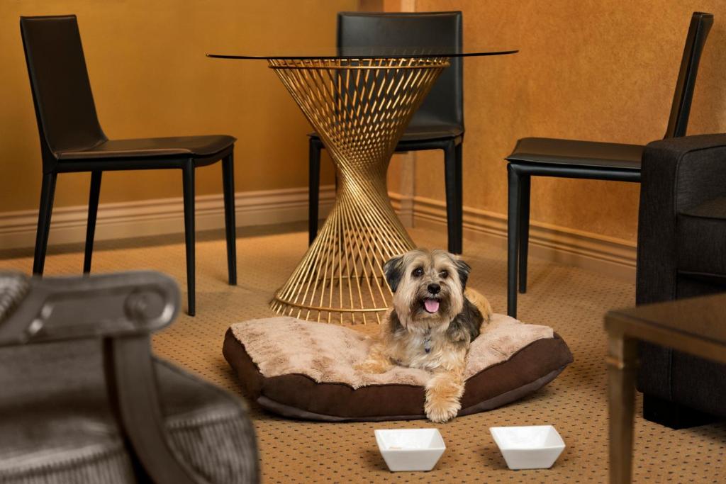 a dog laying on a dog bed in front of a table at Hotel Le Soleil by Executive Hotels in Vancouver