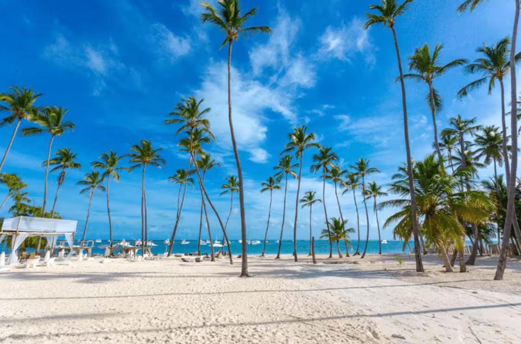 a row of palm trees on the beach at TROPICAL RETREAT SUITES at PLAYA LOS CORALES in Punta Cana