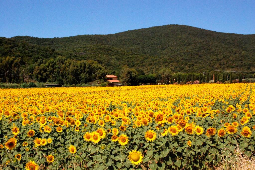 a field of sunflowers with a mountain in the background at Agriturismo Valborgina in Castiglione della Pescaia