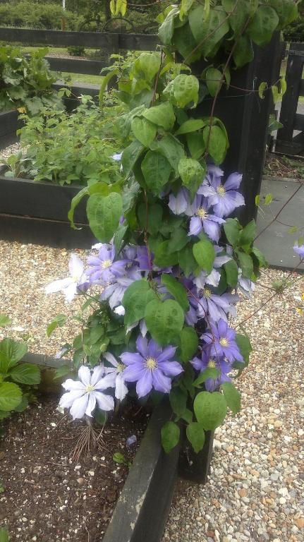 Cambridge Coach House - Resim 36