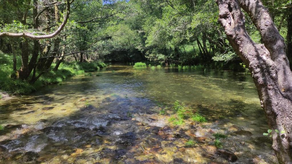 a river in the middle of a forest at Casa dos Carballos in Covelo
