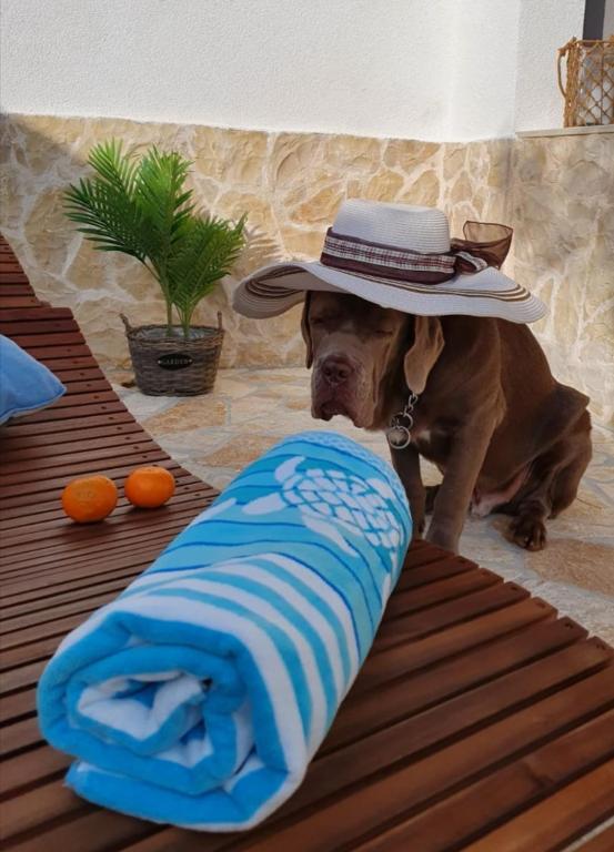 a dog wearing a hat sitting on a table with a towel at Skalinada in Vir