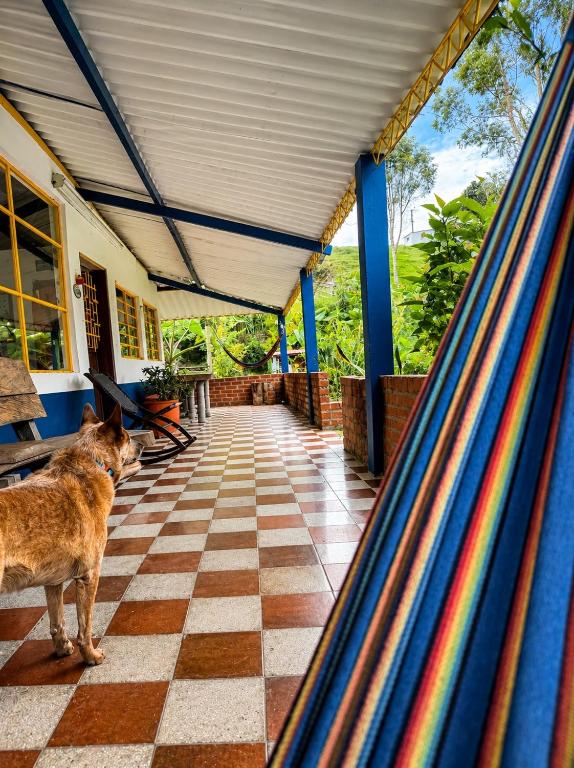 a dog standing on a tiled floor in a building at ECOHostal las Hamacas in Villamaría