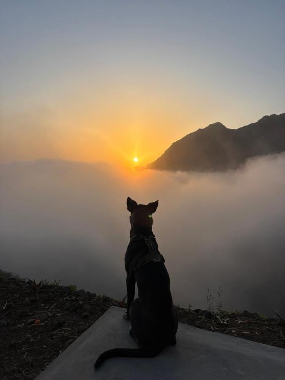 a dog sitting on a ledge looking at the sunset at Casa Terra Odjo N'mar in Janela